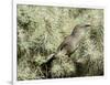A Curve Billed Thrasher Nesting in a Cholla Cactus, Sonoran Desert-Richard Wright-Framed Photographic Print