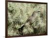 A Curve Billed Thrasher Nesting in a Cholla Cactus, Sonoran Desert-Richard Wright-Framed Photographic Print