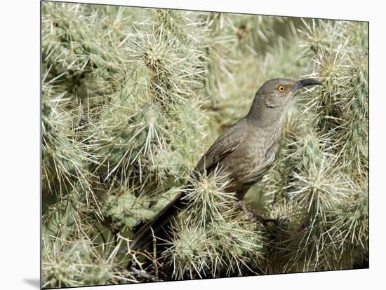 A Curve Billed Thrasher Nesting in a Cholla Cactus, Sonoran Desert-Richard Wright-Mounted Photographic Print