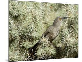 A Curve Billed Thrasher Nesting in a Cholla Cactus, Sonoran Desert-Richard Wright-Mounted Photographic Print