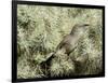 A Curve Billed Thrasher Nesting in a Cholla Cactus, Sonoran Desert-Richard Wright-Framed Photographic Print