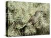 A Curve Billed Thrasher Nesting in a Cholla Cactus, Sonoran Desert-Richard Wright-Stretched Canvas