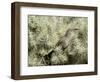 A Curve Billed Thrasher Nesting in a Cholla Cactus, Sonoran Desert-Richard Wright-Framed Photographic Print