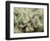 A Curve Billed Thrasher Nesting in a Cholla Cactus, Sonoran Desert-Richard Wright-Framed Photographic Print