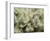 A Curve Billed Thrasher Nesting in a Cholla Cactus, Sonoran Desert-Richard Wright-Framed Photographic Print