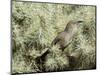 A Curve Billed Thrasher Nesting in a Cholla Cactus, Sonoran Desert-Richard Wright-Mounted Photographic Print