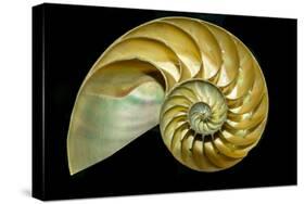 A Cutaway Nautilus Shell Demonstrates the Mysterious Geometric Growth Patterns known as the Golden-James Mattil-Stretched Canvas