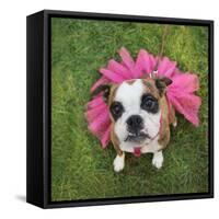 A Cute Boxer at a Local Park-graphicphoto-Framed Stretched Canvas