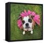 A Cute Boxer at a Local Park-graphicphoto-Framed Stretched Canvas