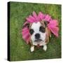 A Cute Boxer at a Local Park-graphicphoto-Stretched Canvas