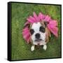 A Cute Boxer at a Local Park-graphicphoto-Framed Stretched Canvas