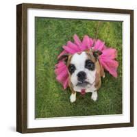 A Cute Boxer at a Local Park-graphicphoto-Framed Photographic Print