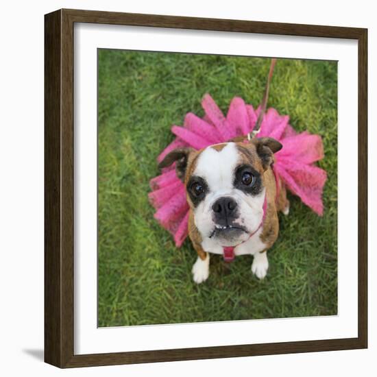 A Cute Boxer at a Local Park-graphicphoto-Framed Photographic Print