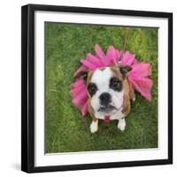 A Cute Boxer at a Local Park-graphicphoto-Framed Photographic Print