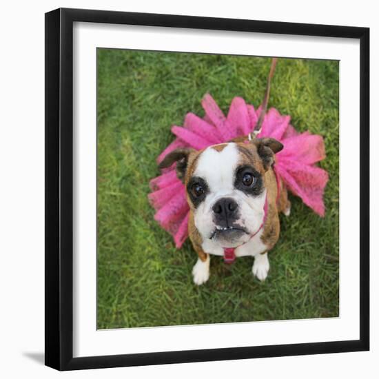 A Cute Boxer at a Local Park-graphicphoto-Framed Photographic Print