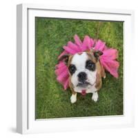 A Cute Boxer at a Local Park-graphicphoto-Framed Photographic Print