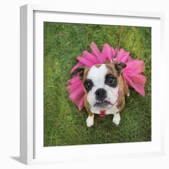 A Cute Boxer at a Local Park-graphicphoto-Framed Photographic Print