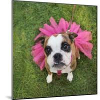 A Cute Boxer at a Local Park-graphicphoto-Mounted Photographic Print