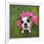 A Cute Boxer at a Local Park-graphicphoto-Framed Photographic Print