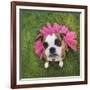 A Cute Boxer at a Local Park-graphicphoto-Framed Photographic Print