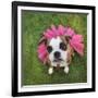 A Cute Boxer at a Local Park-graphicphoto-Framed Photographic Print