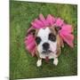 A Cute Boxer at a Local Park-graphicphoto-Mounted Photographic Print