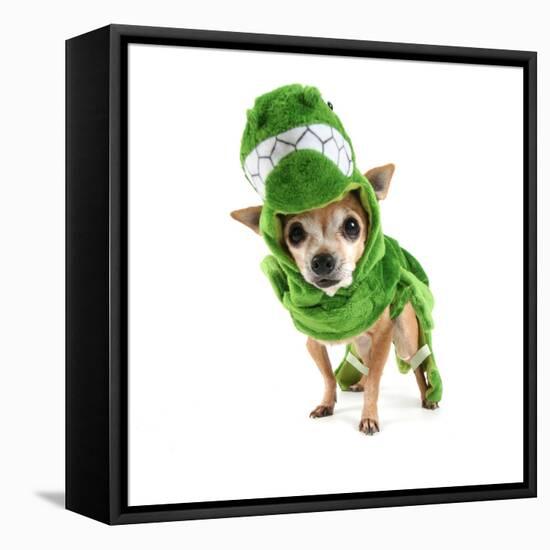 A Cute Chihuahua Dressed Up as a Dinosaur-graphicphoto-Framed Stretched Canvas