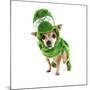 A Cute Chihuahua Dressed Up as a Dinosaur-graphicphoto-Mounted Photographic Print