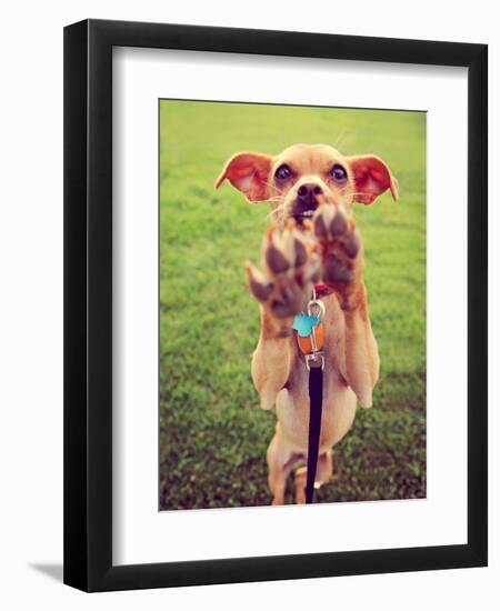 A Cute Chihuahua Enjoying the Outdoors on a Summer Day Toned with a Retro Vintage Instagram Filter-graphicphoto-Framed Photographic Print