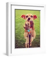 A Cute Chihuahua Enjoying the Outdoors on a Summer Day Toned with a Retro Vintage Instagram Filter-graphicphoto-Framed Photographic Print