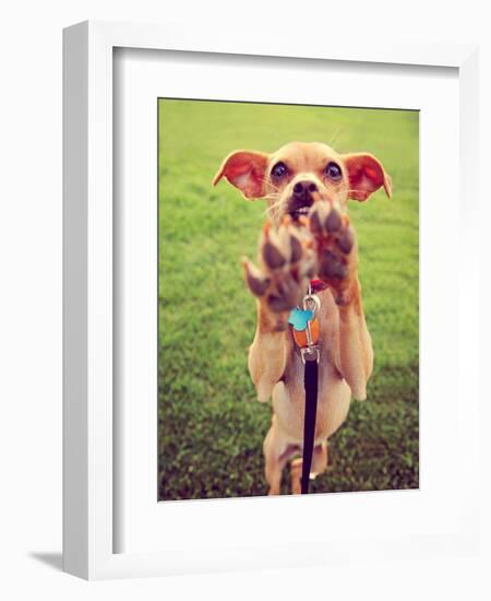 A Cute Chihuahua Enjoying the Outdoors on a Summer Day Toned with a Retro Vintage Instagram Filter-graphicphoto-Framed Photographic Print