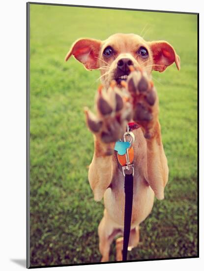 A Cute Chihuahua Enjoying the Outdoors on a Summer Day Toned with a Retro Vintage Instagram Filter-graphicphoto-Mounted Photographic Print