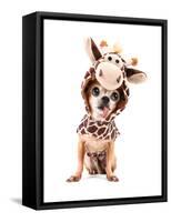 A Cute Chihuahua in a Costume-graphicphoto-Framed Stretched Canvas