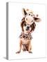 A Cute Chihuahua in a Costume-graphicphoto-Stretched Canvas