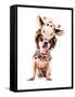 A Cute Chihuahua in a Costume-graphicphoto-Framed Stretched Canvas