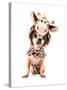 A Cute Chihuahua in a Costume-graphicphoto-Stretched Canvas