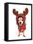 A Cute Chihuahua in a Costume-graphicphoto-Framed Stretched Canvas