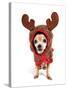 A Cute Chihuahua in a Costume-graphicphoto-Stretched Canvas
