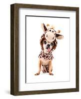 A Cute Chihuahua in a Costume-graphicphoto-Framed Photographic Print