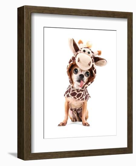 A Cute Chihuahua in a Costume-graphicphoto-Framed Photographic Print