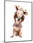 A Cute Chihuahua in a Costume-graphicphoto-Mounted Photographic Print