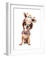 A Cute Chihuahua in a Costume-graphicphoto-Framed Photographic Print