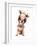 A Cute Chihuahua in a Costume-graphicphoto-Framed Photographic Print