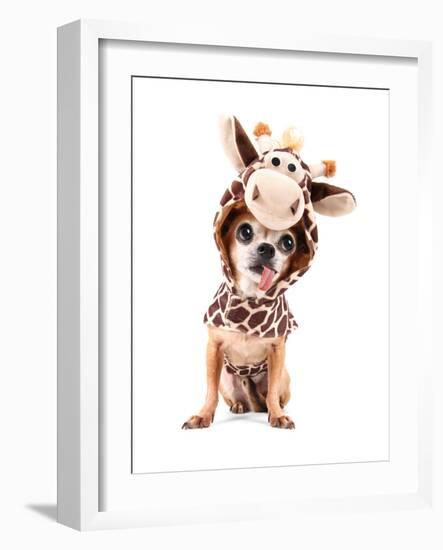 A Cute Chihuahua in a Costume-graphicphoto-Framed Photographic Print