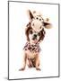 A Cute Chihuahua in a Costume-graphicphoto-Mounted Photographic Print