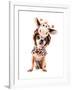 A Cute Chihuahua in a Costume-graphicphoto-Framed Photographic Print