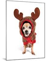 A Cute Chihuahua in a Costume-graphicphoto-Mounted Photographic Print