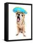 A Cute Chihuahua in a Halloween Costume-graphicphoto-Framed Stretched Canvas