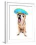 A Cute Chihuahua in a Halloween Costume-graphicphoto-Framed Photographic Print