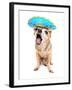 A Cute Chihuahua in a Halloween Costume-graphicphoto-Framed Photographic Print